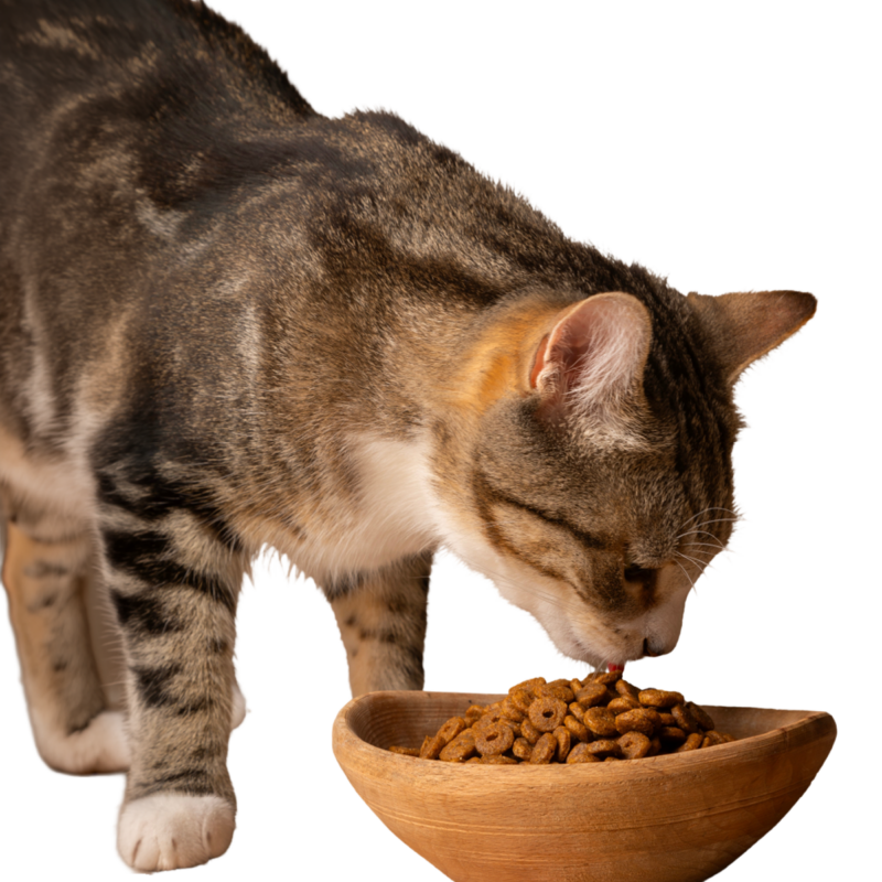 Cat Food & Treats