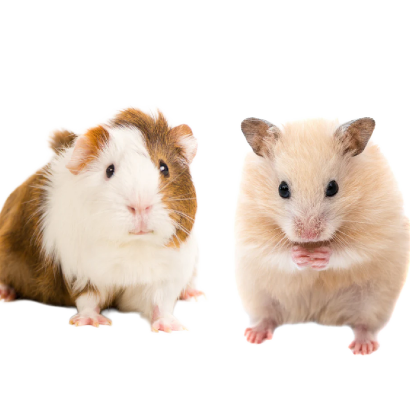 Small Animals
