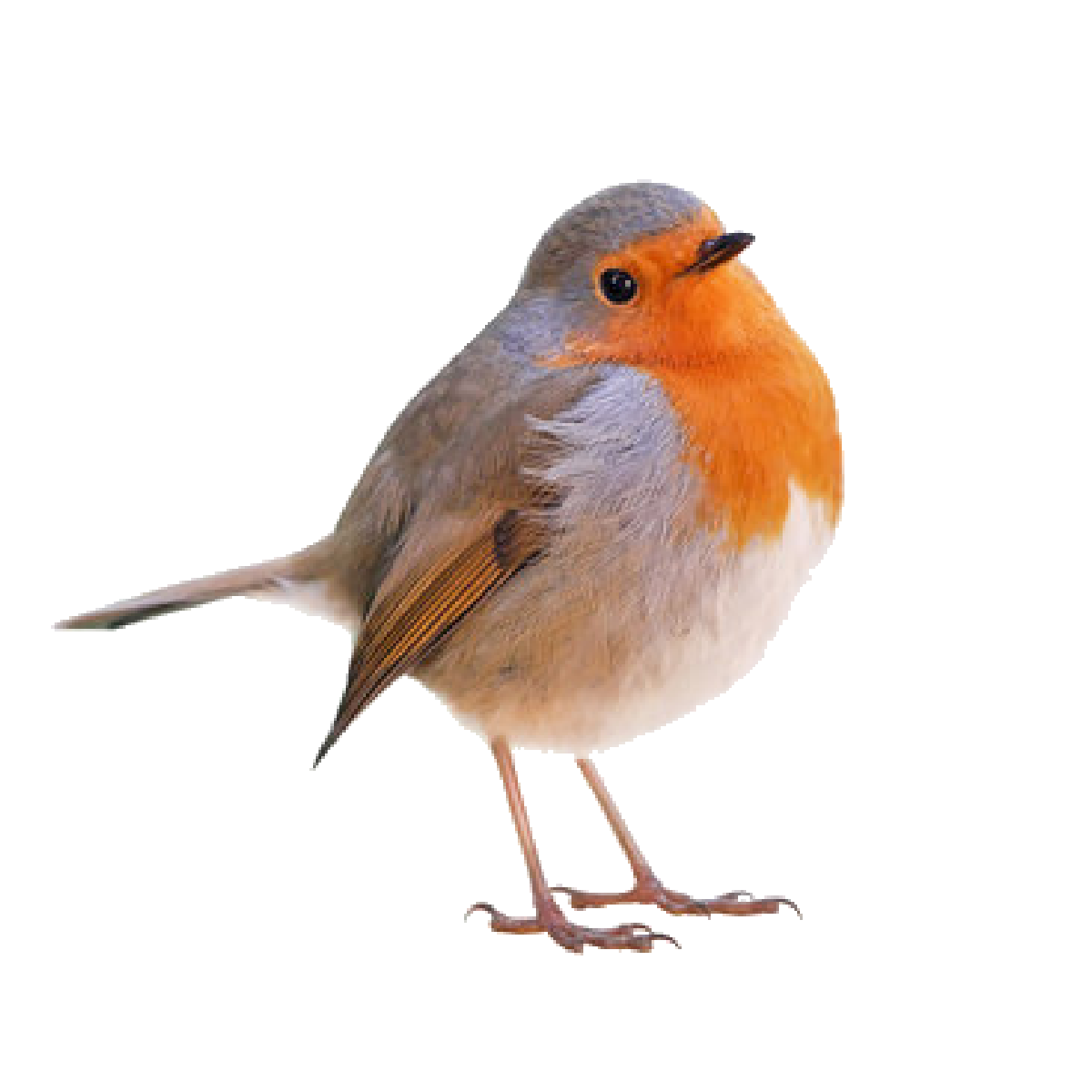 Wild bird